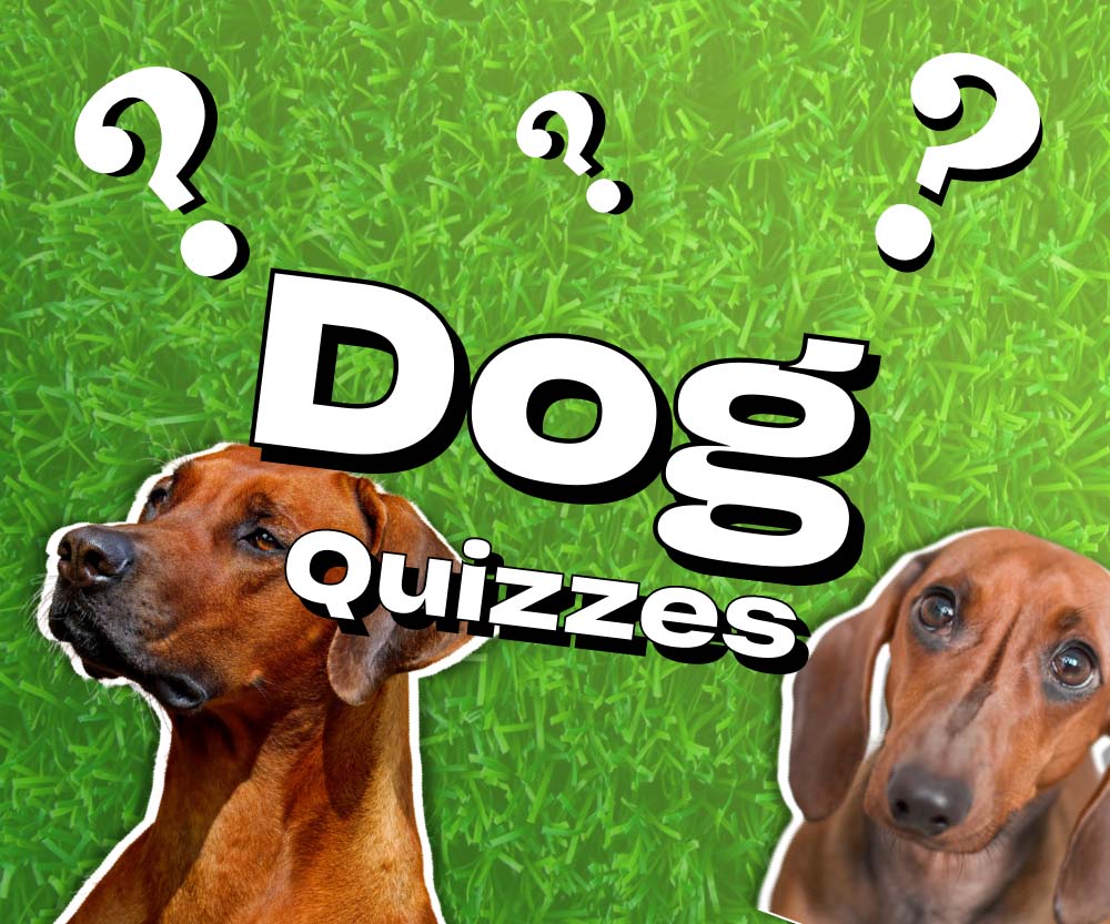 Dogs Quizzes Animal Trivia Games Big Daily Trivia