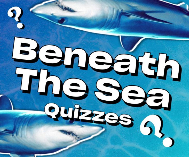Beneath the Sea Quizzes