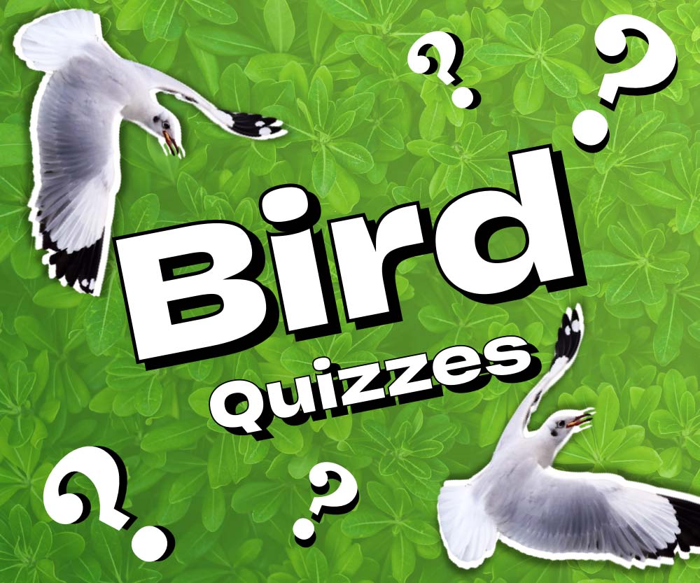 Birds Quizzes: Animal Trivia Games – Big Daily Trivia