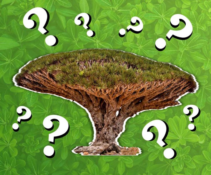 Trivia about the Ultimate Environment