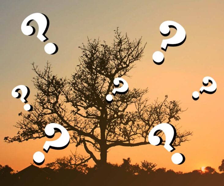 Trivia about Nature and the Outdoors  