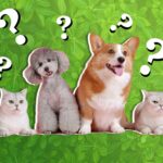 Trivia about animals and pets