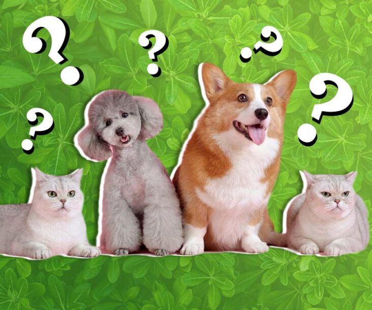 Trivia about animals and pets