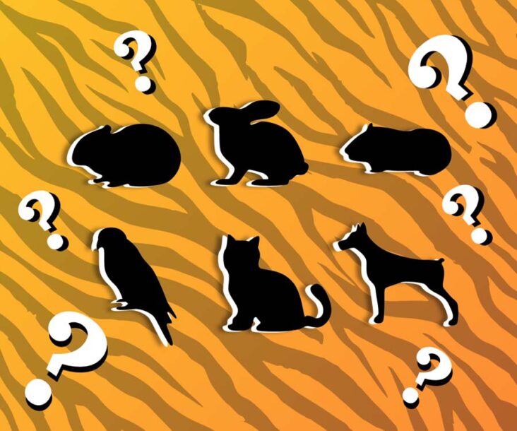 Trivia about Pets