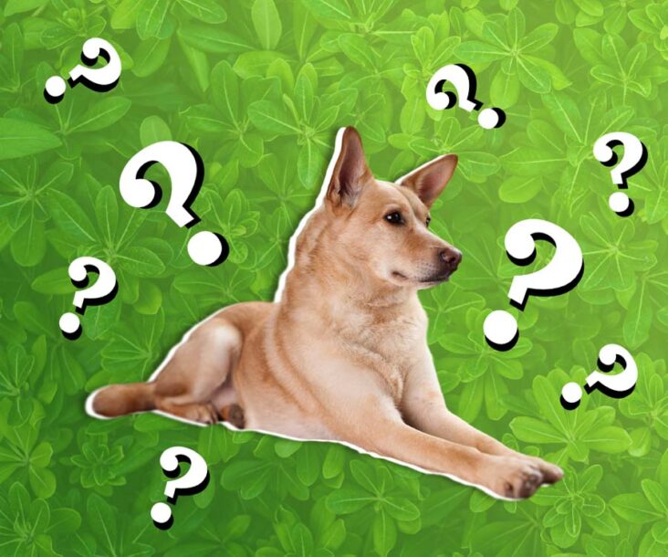 Trivia about dog breeds