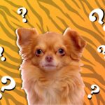 Trivia about canines