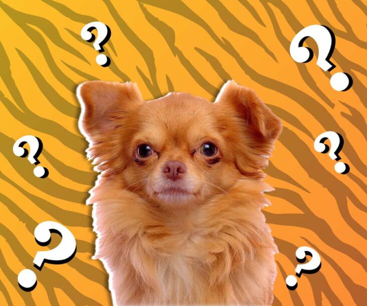 Trivia about canines