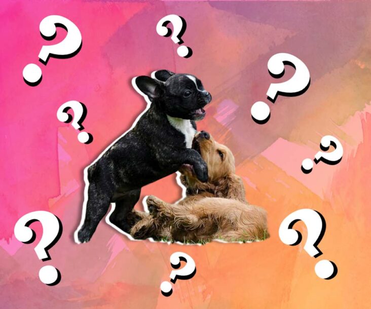 Trivia for Dog Lovers