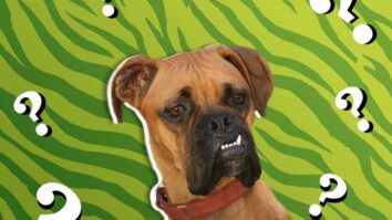 Trivia about Dog Lovers